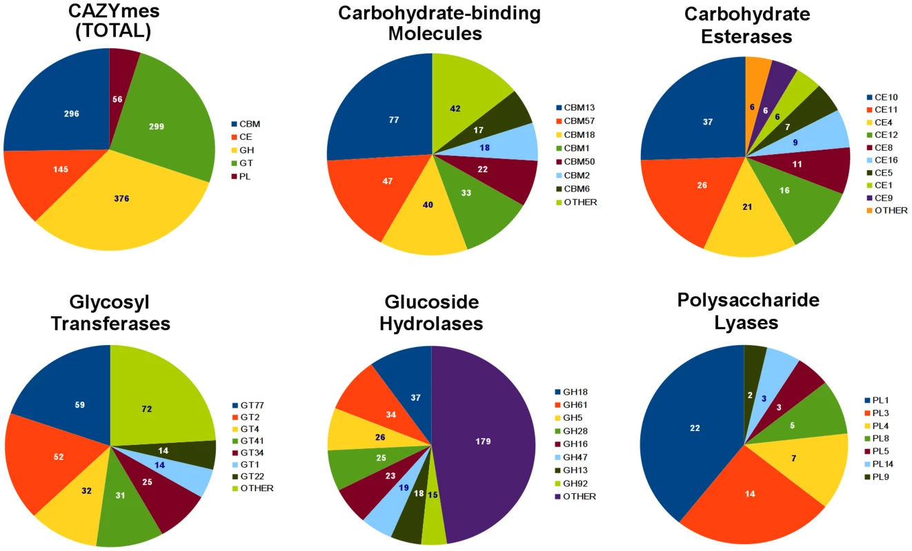 Summary of <i>R. solani</i> AG8 genes assigned with CAZyme functional annotations.