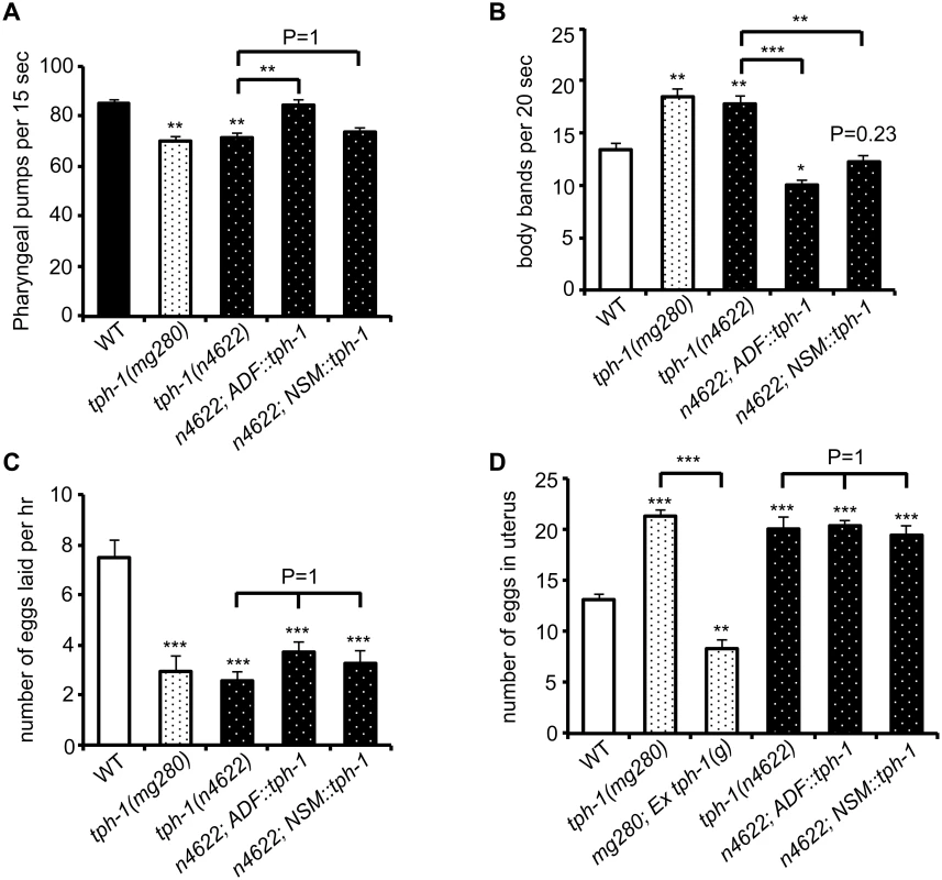 ADF-produced 5-HT modulates specific 5-HT-regulated innate behaviors.