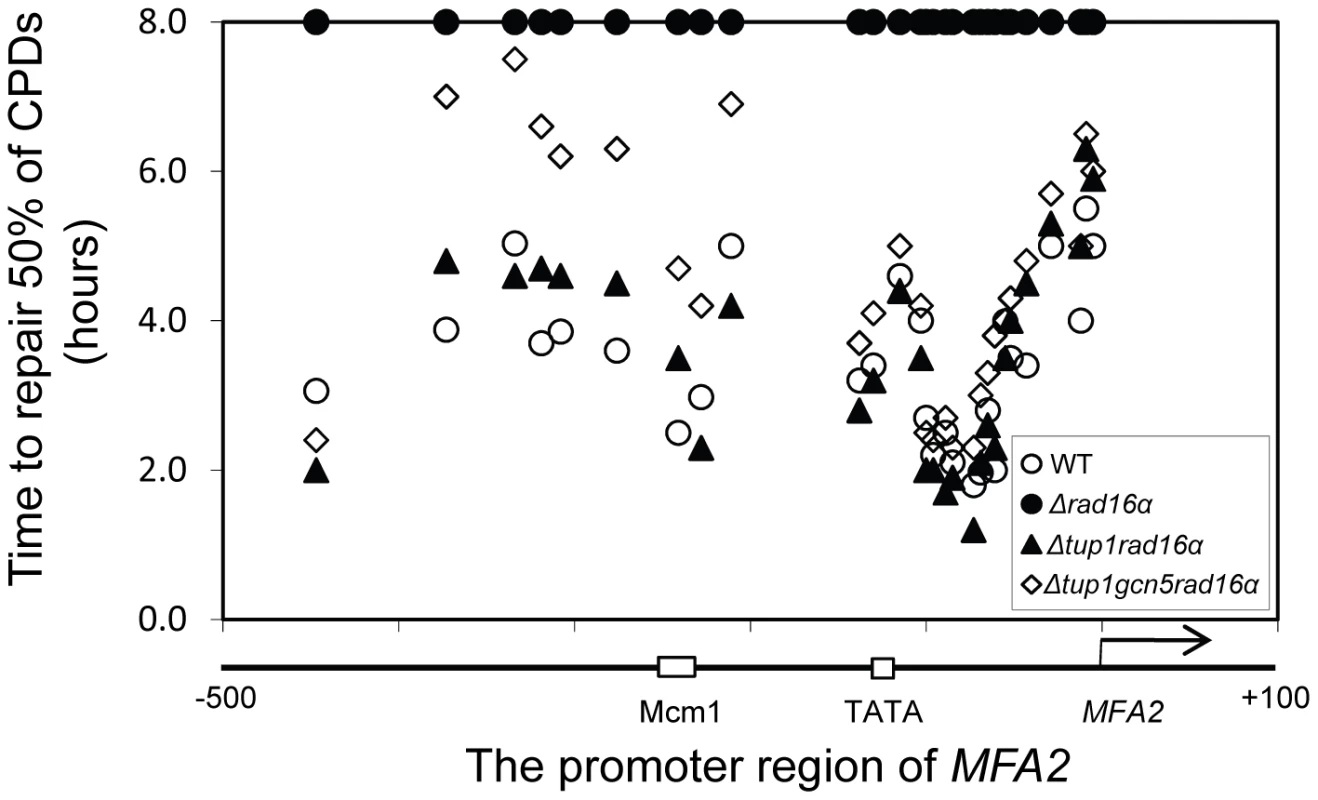 Repair of CPDs at the <i>MFA2</i> promoter.