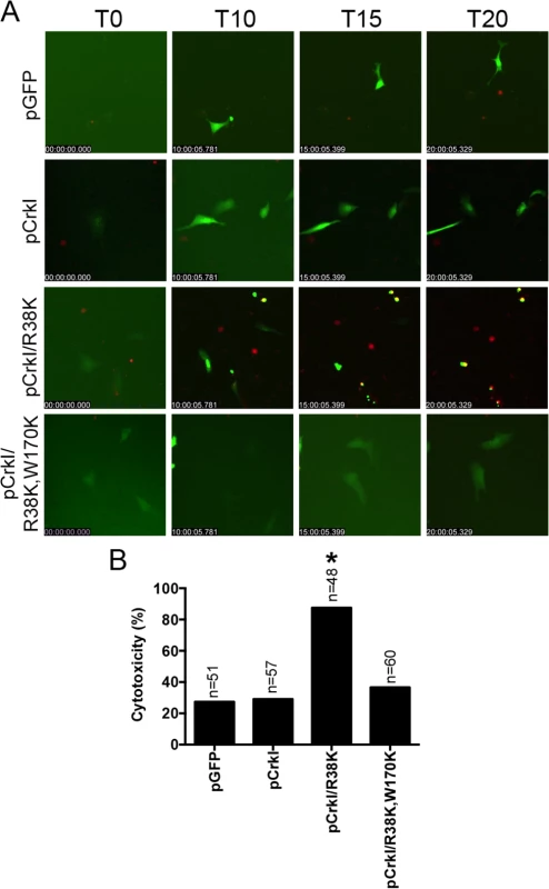 CrkI/R38K induces cytotoxicity in Crk<sup>-/-</sup> cells.