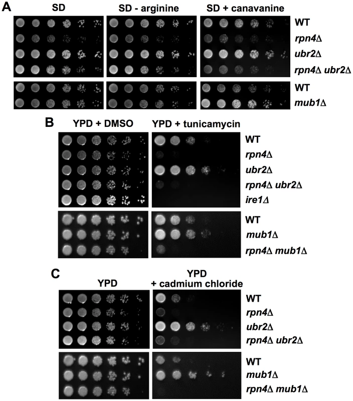 Correlation between resistance towards proteotoxic stress and proteasome abundance.