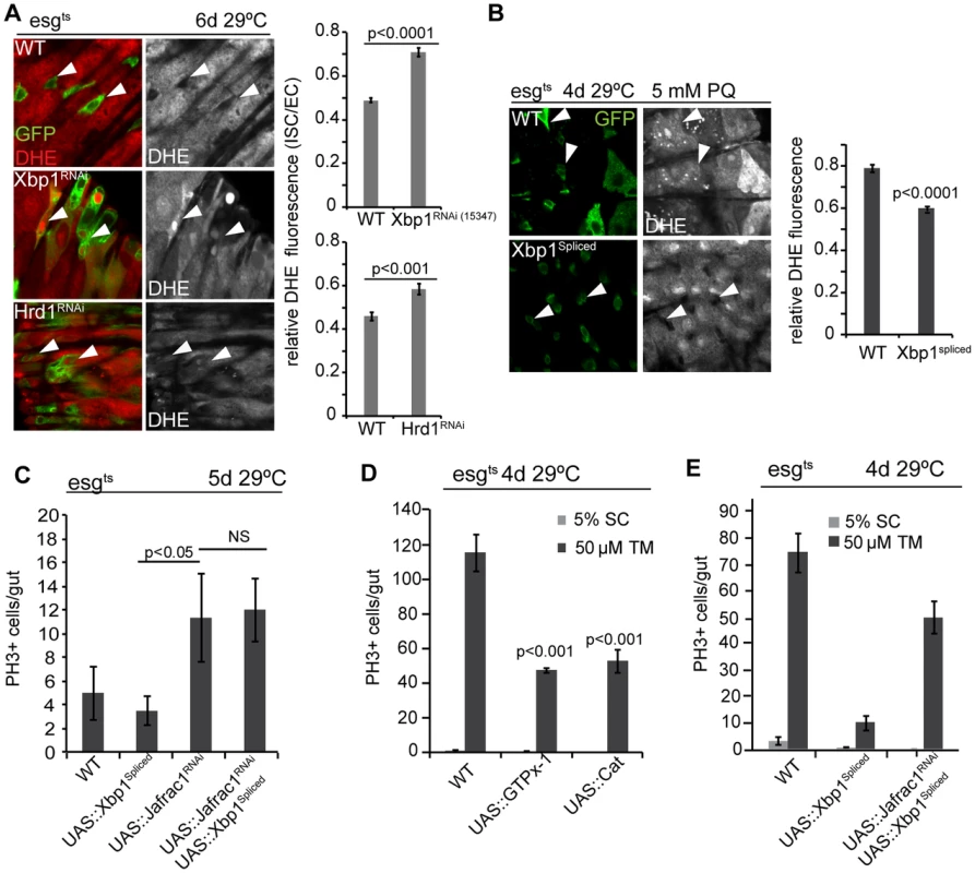 Coordinated control of ISC proliferation by the UPR<sup>ER</sup> and ROS signaling.