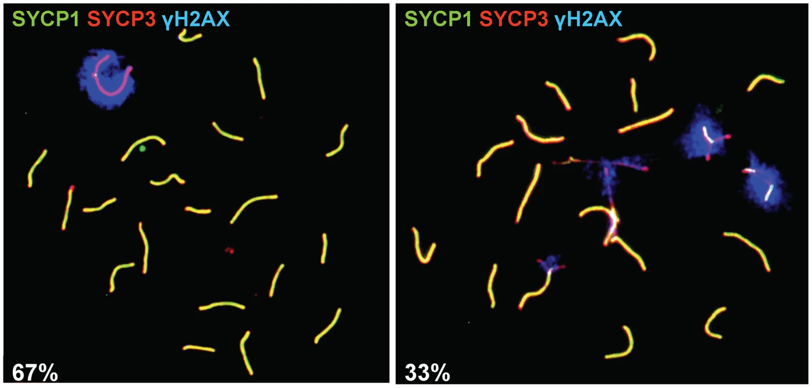 Sex body formation in the <i>Prdm9<sup>PWD/−</sup></i> F<sub>1</sub> hybrid male.