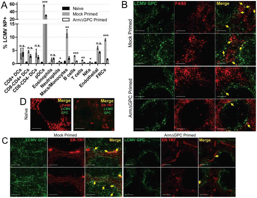 Priming with ArmΔGPC changes cellular tropism during Cl13 infection.