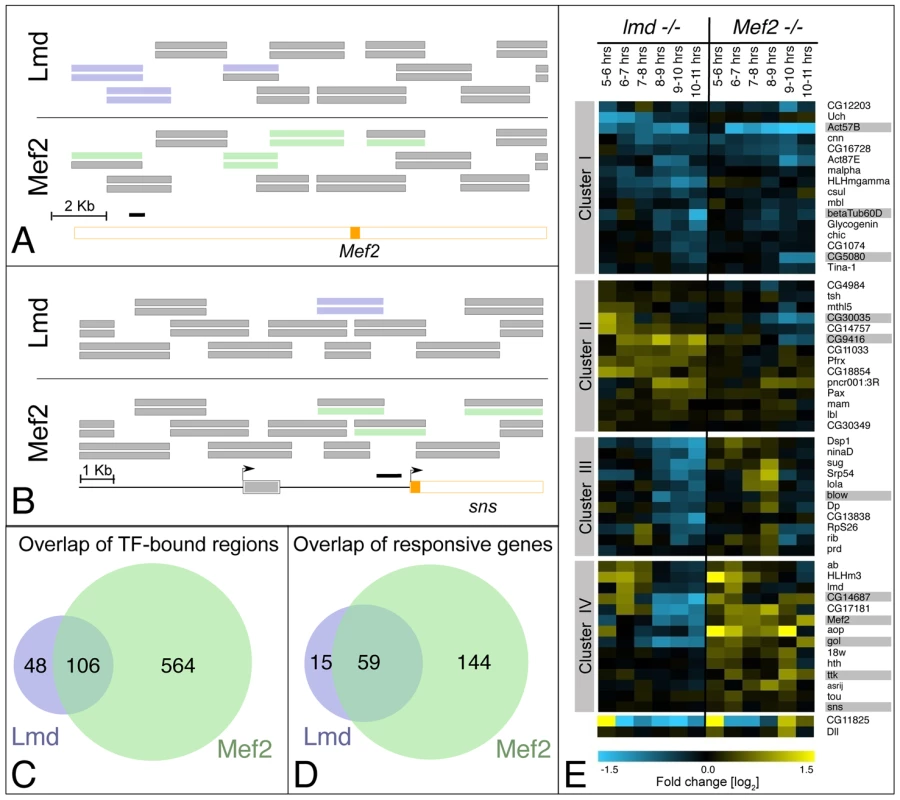 A global comparison of Lmd and Mef2 activity.