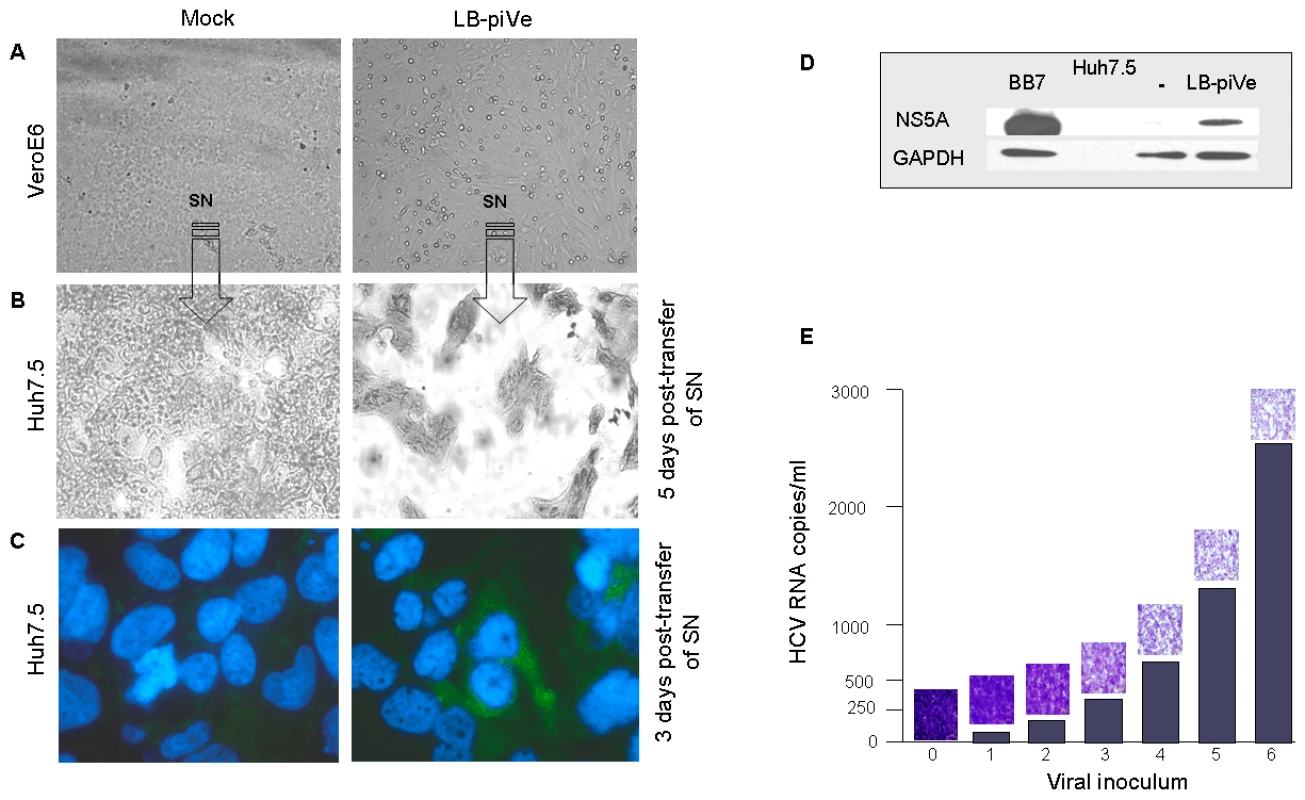 HCV growth can be measured by observing cytopathic effects.