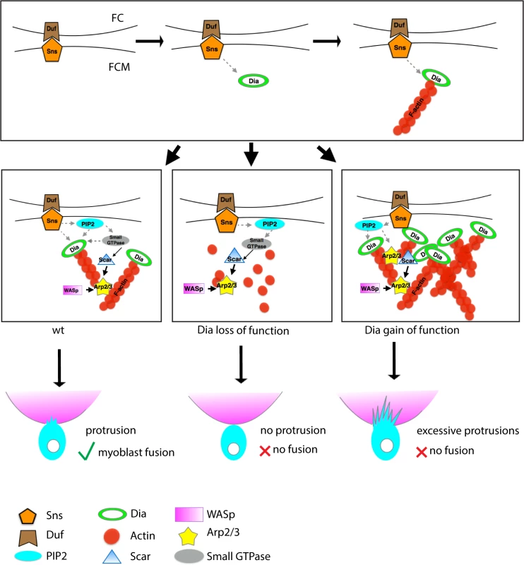Model: Dia and Arp2/3 function together to regulate myoblast fusion.