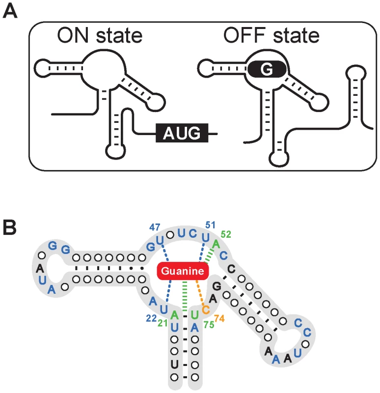 The structure of the guanine riboswitch.