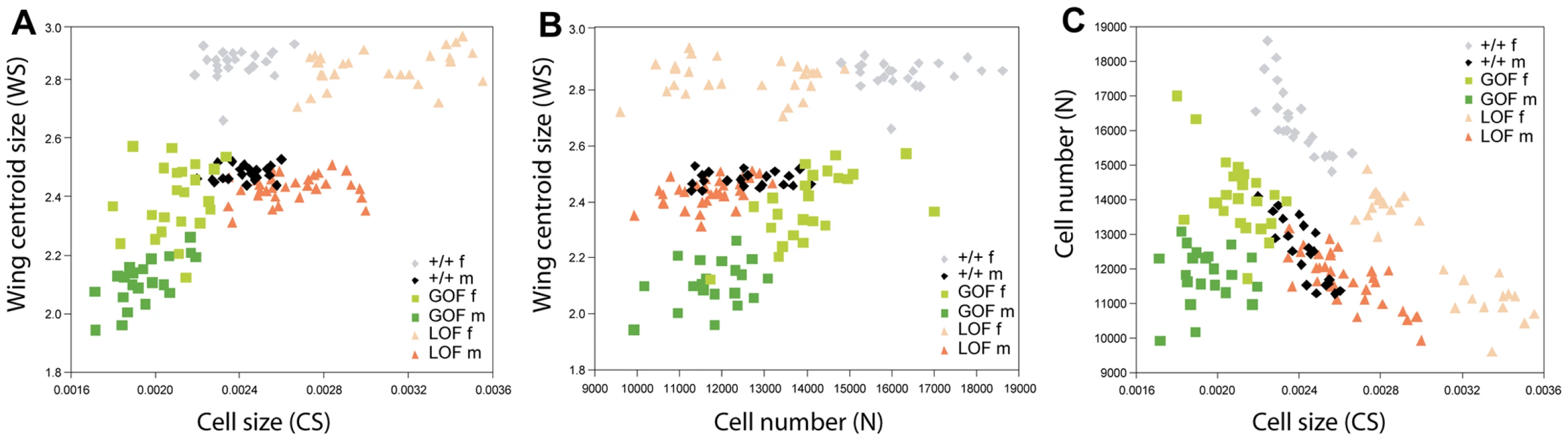Relationship among wing size, cell size, and cell number.
