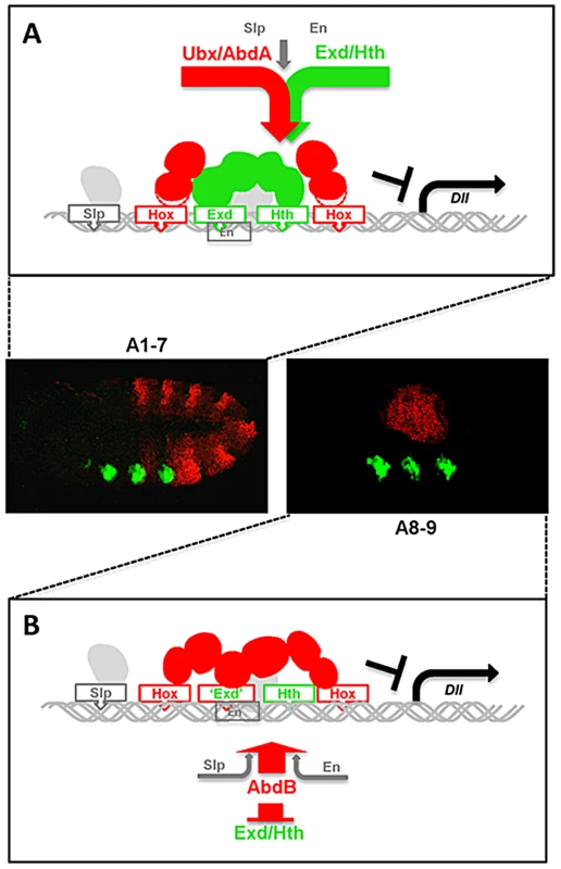 Models for distinct Hox cofactor partnership for <i>Dll</i> repression.