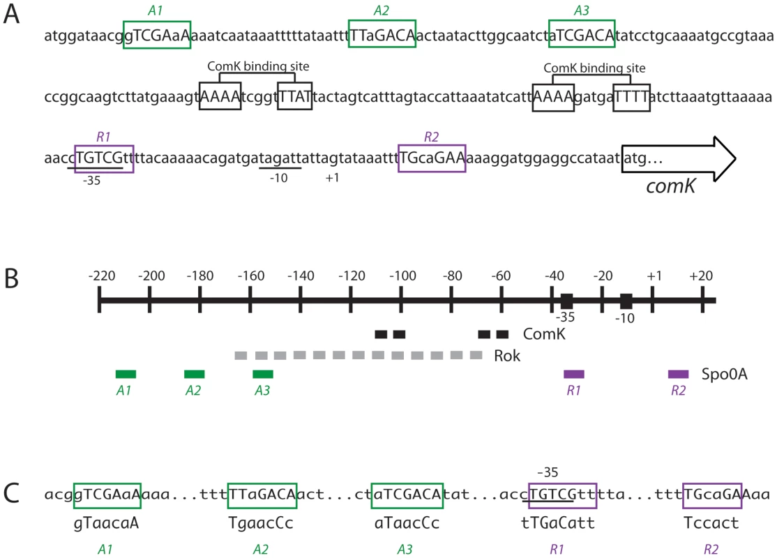Organization of the <i>comK</i> promoter region.