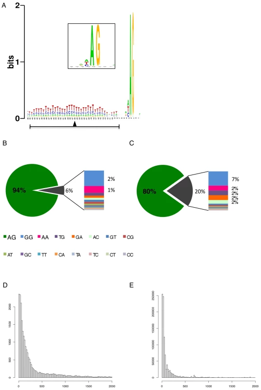 Splice site conservation and 5′ UTR length distribution.