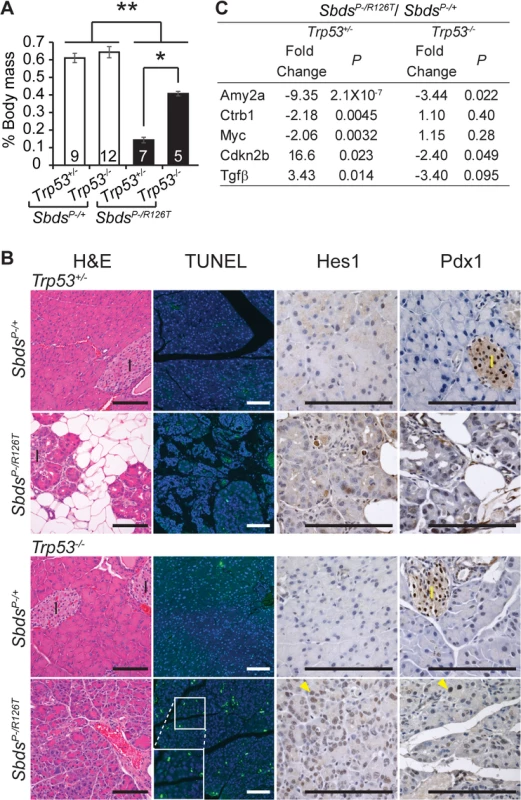 Atrophic SDS pancreas phenotype is p53-dependent.