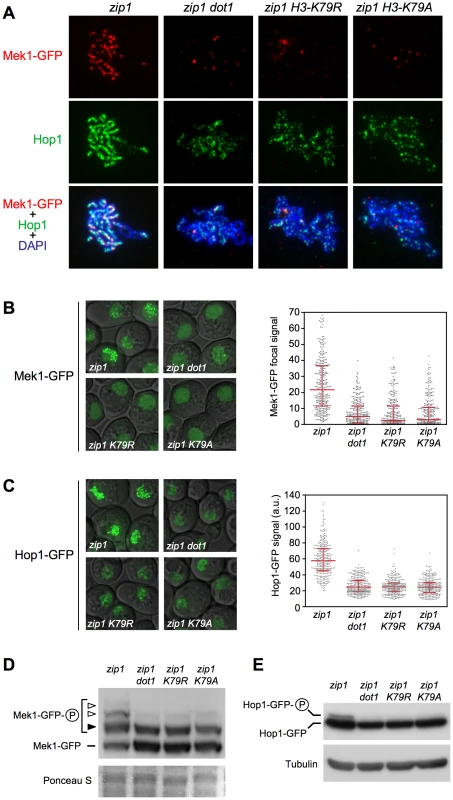 The <i>H3-K79R</i> and <i>H3-K79A</i> mutations recapitulate <i>dot1</i> defects in checkpoint-induced Mek1 and Hop1 phosphorylation and localization.