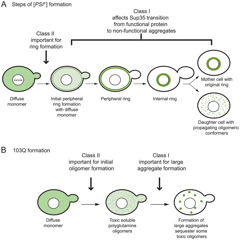 Proposed effects of class I and II genes on the multistep pathways of <i>de novo</i> prion and polyglutamine aggregate formation.