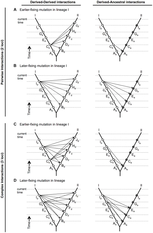 The number of potential deleterious interactions among derived alleles only (left panels), or including ancestral alleles (right panels), that involve a specific derived fixation in lineage I, under a combinatorial epistatic model of hybrid incompatibility accumulation <em class="ref">[15]</em>.