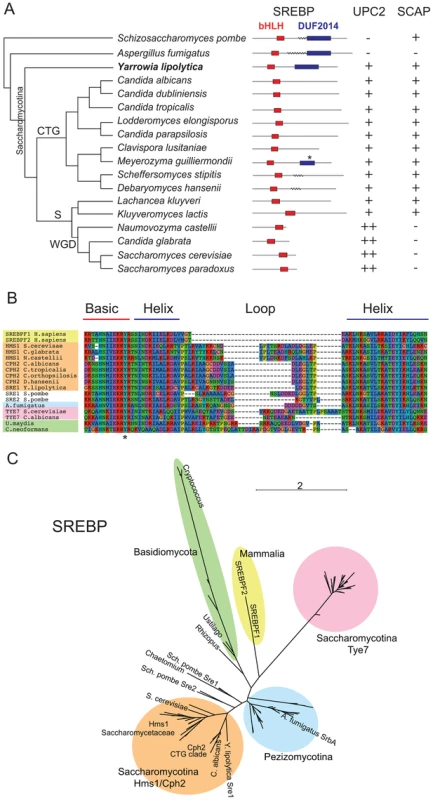 Conservation of sterol regulatory proteins in fungi.
