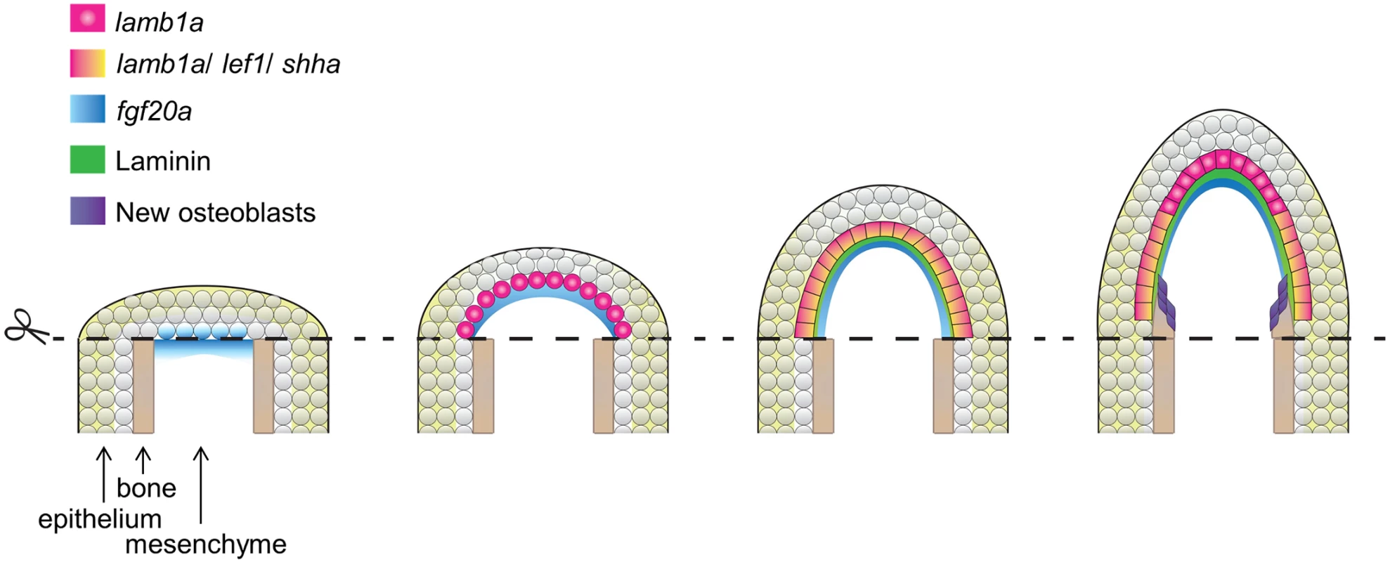Model for morphogenesis of the regeneration epidermis.