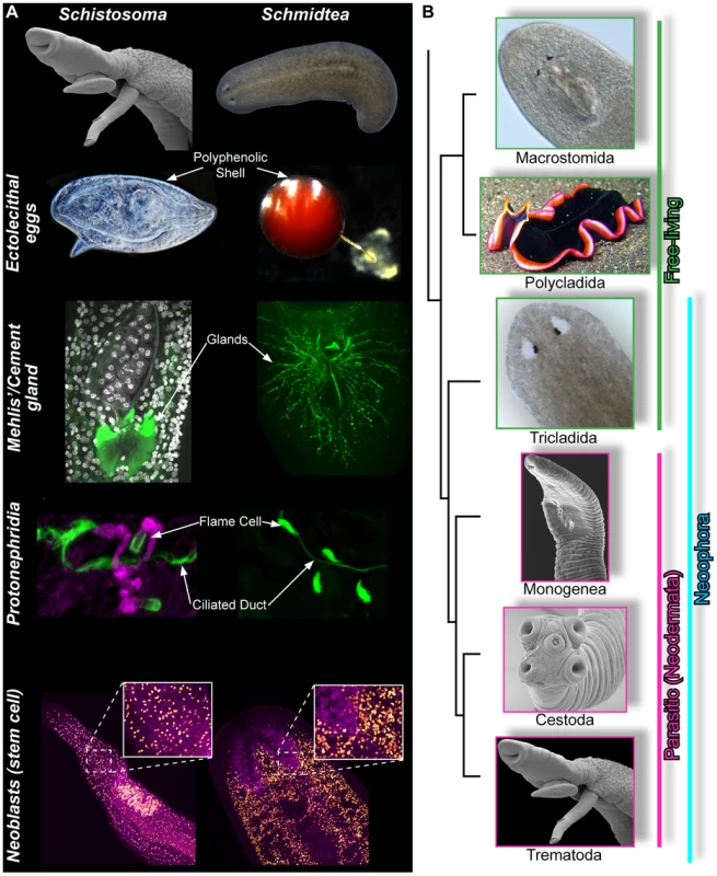 Similarities between schistosomes and planarians.