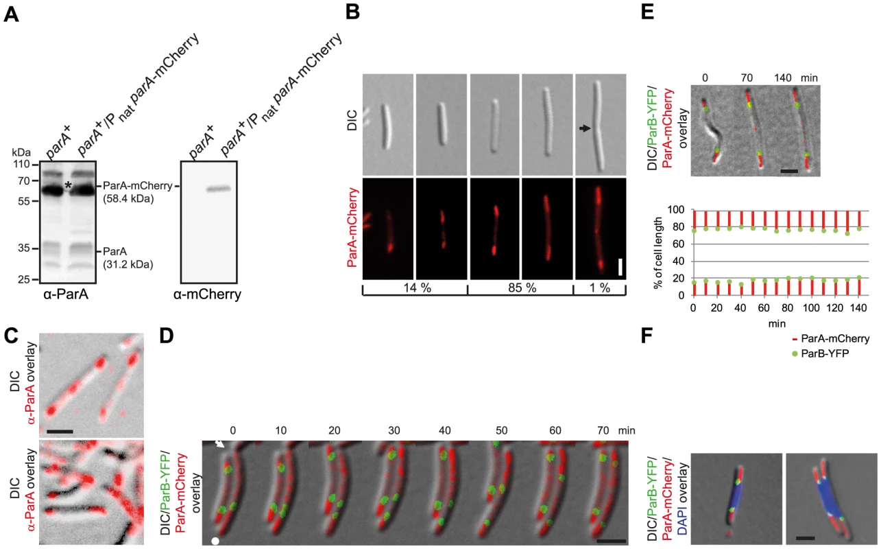 ParA-mCherry localizes dynamically and in subpolar patches.