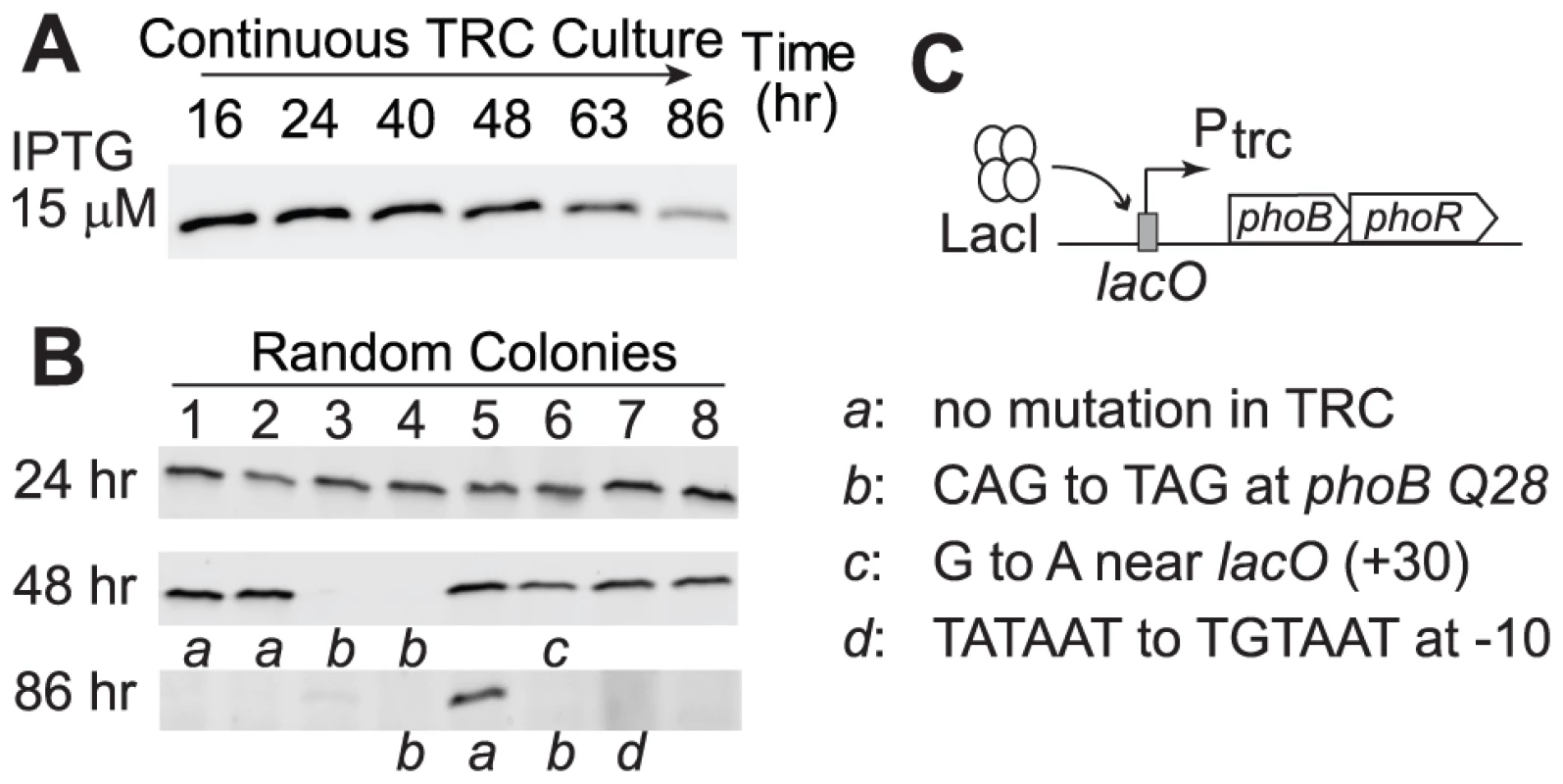 Cells overexpressing PhoB adapt to Pi-replete environments by abolishing PhoB expression.