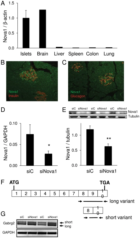 Nova1 expression and function in human pancreatic islets.