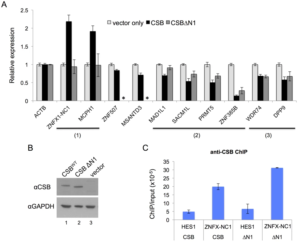 CSB can influence nearby gene expression and has both remodeling-dependent as well as independent functions.