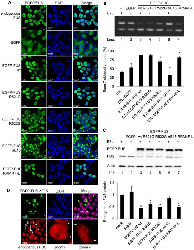 ALS-associated FUS mutants are deficient in alternative splicing and autoregulation.