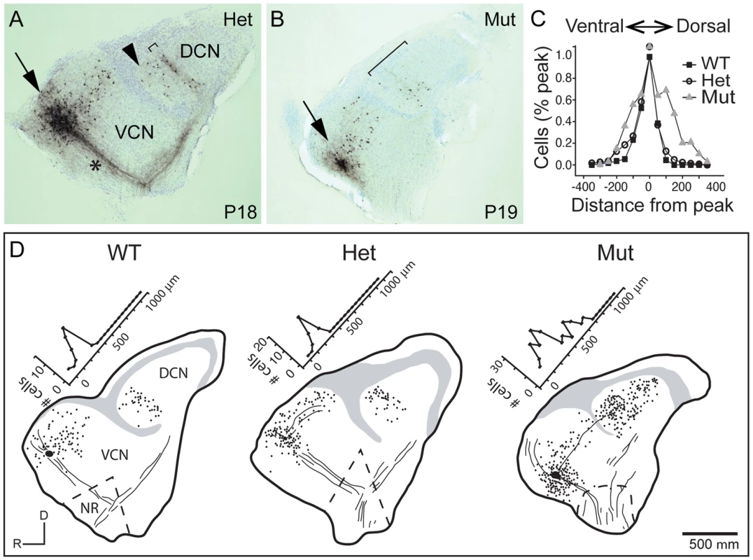 Tonotopy of TV neuron projections from the DCN to the aVCN is also blurred.