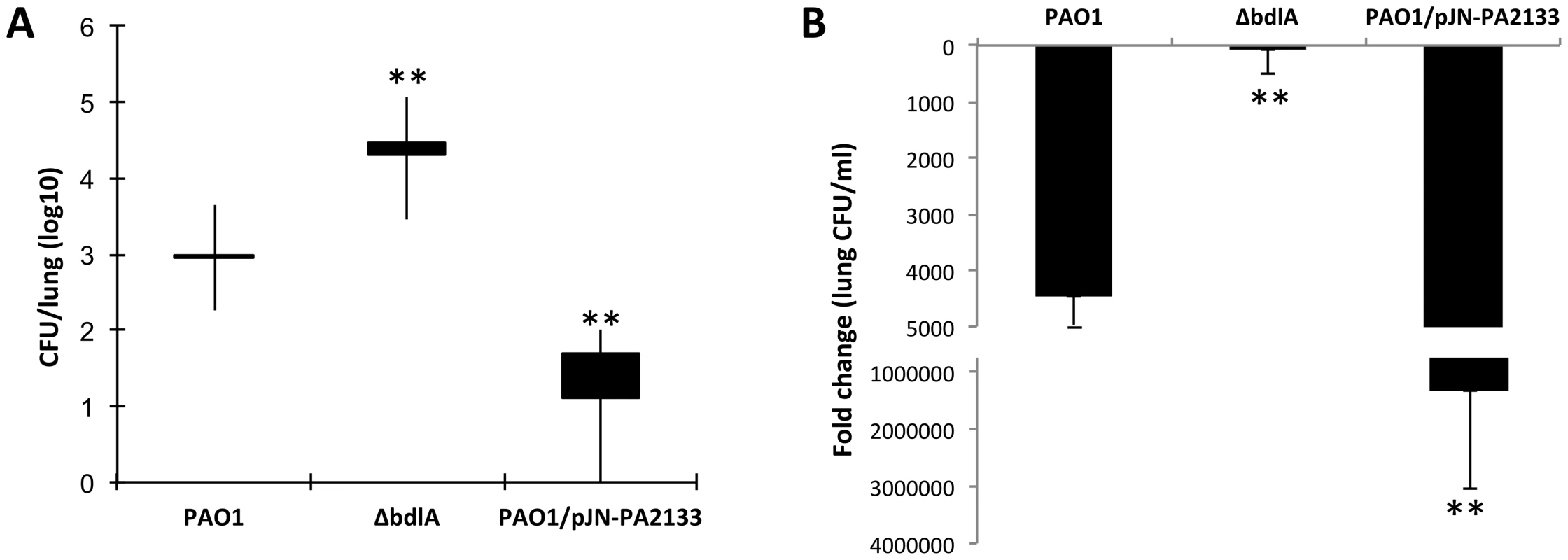 Impaired dispersion correlates with increased persistence as determined using a chronic murine pneumonia infection model.