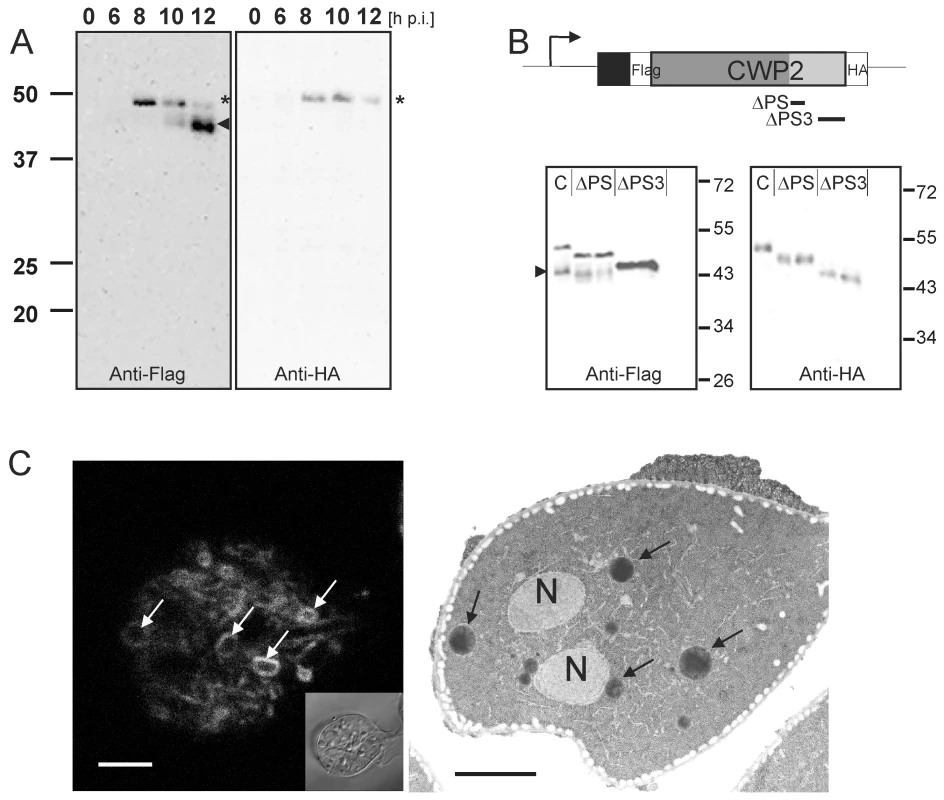 Processing of epitope-tagged CWP2 variants and CWM distribution in differentiating cells.