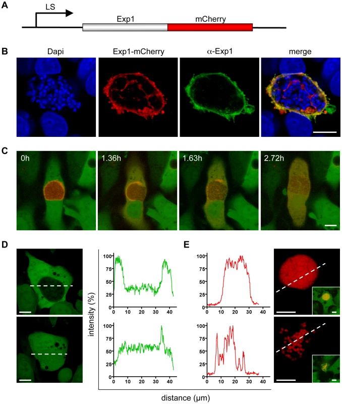 The membrane of the parasitophorous vacuole breaks down entirely.