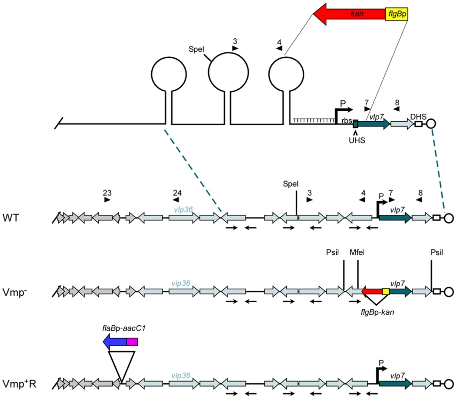 Diagram of the lp28-1 plasmids for the wild-type, Vmp<sup>−</sup> mutant and reconstituted Vmp<sup>+</sup>R strains.
