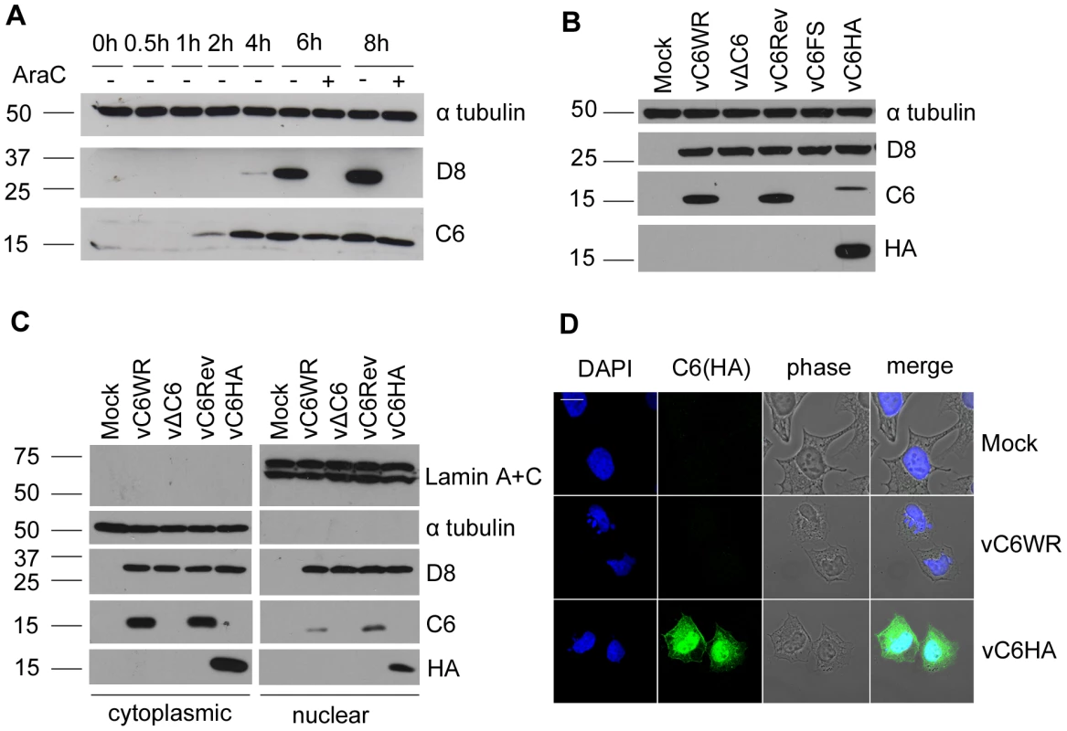 C6 is expressed early during infection and is present in both the cytoplasm and nucleus.