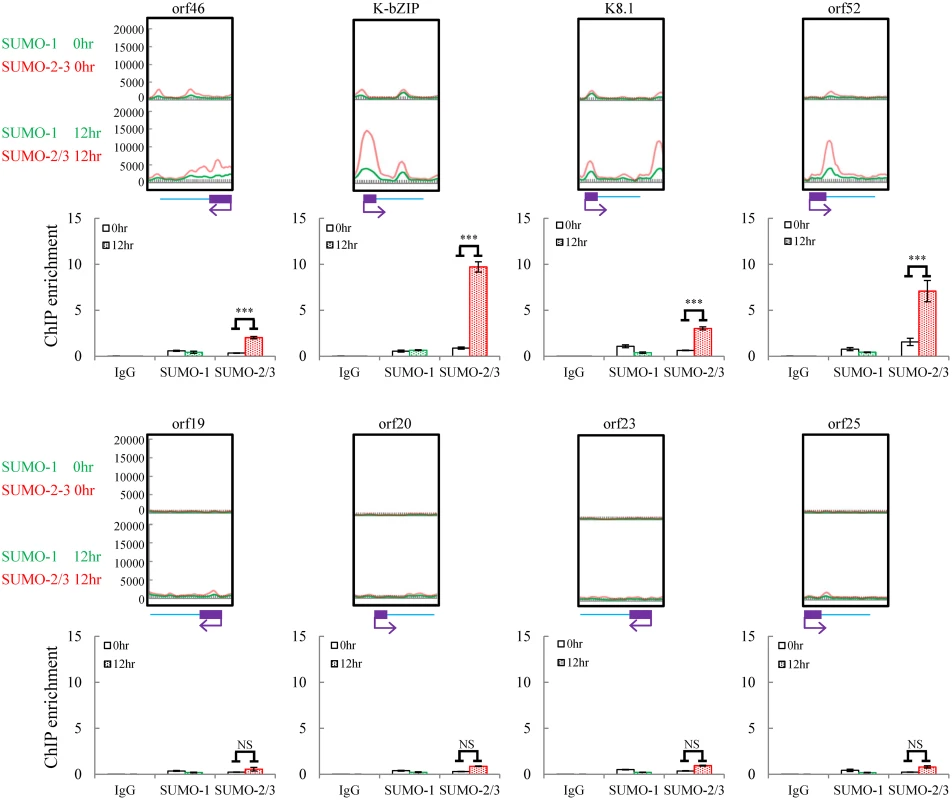 Deposition of SUMO-2/3 modification on selected KSHV promoters representing high SUMO-2/3 enrichment or high H3K9me3 mark regions during reactivation.