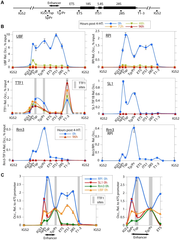 UBF elimination causes release of the RPI and all RPI initiation factors, but not of the termination factor TTF1.