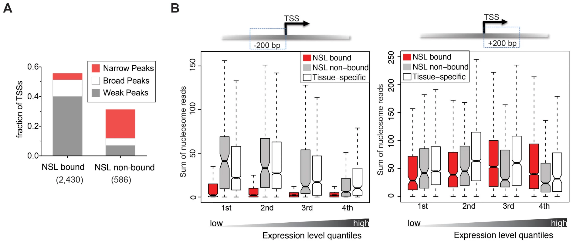 NSL-bound genes display a specific nucleosome organization at their TSS.