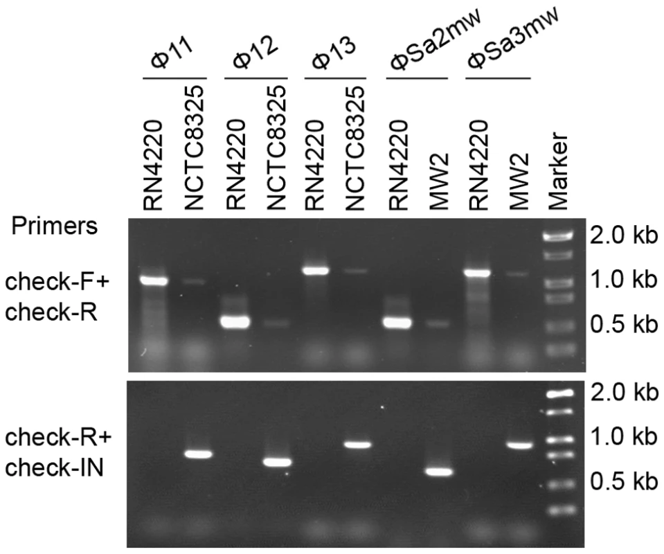 Staphylococcal prophages are mobile on host genomes by dynamic equilibrium of excision and reintegration.