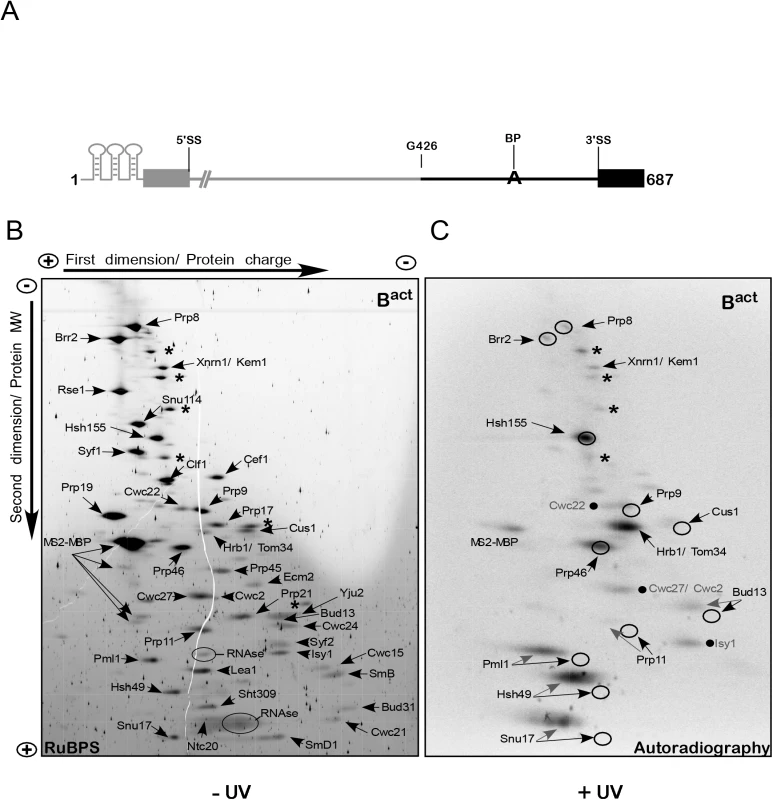 2D gel electrophoresis of affinity-purified yeast spliceosomal B<sup>act ΔPrp2</sup> complexes.
