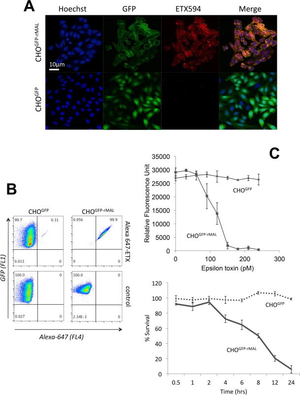 MAL expression in CHO cells is required to confer specific binding of ETX.