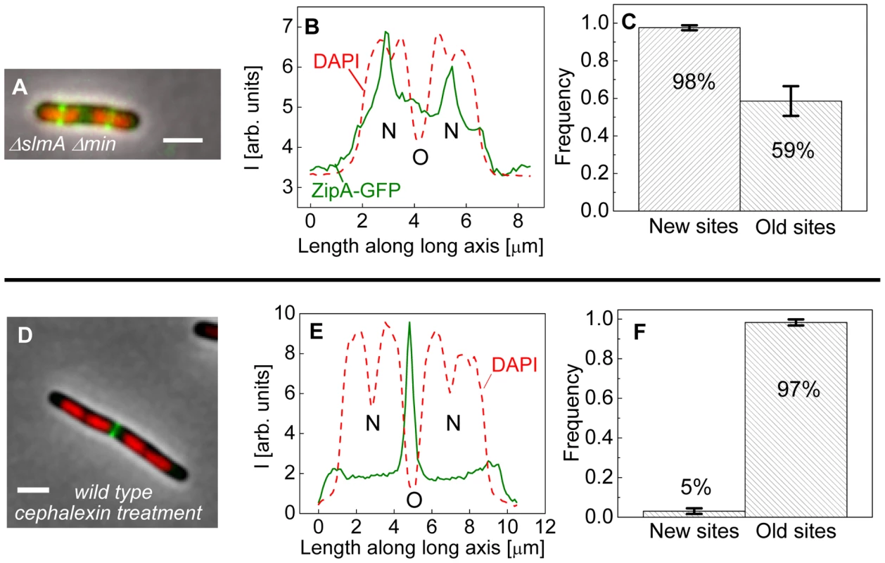 Positioning of Z-rings relative to nucleoids in multi-nucleoid cells.