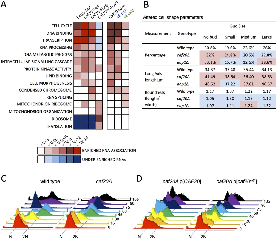 4E-BP-bound mRNAs enrich cell cycle and transcription factors.