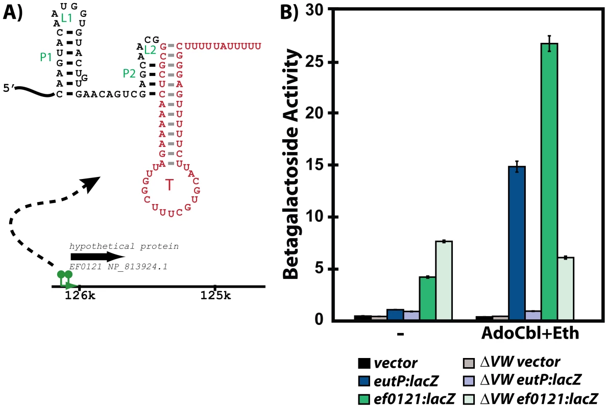 Responsiveness of the <i>ef0120</i> leader region to regulation by EutVW.