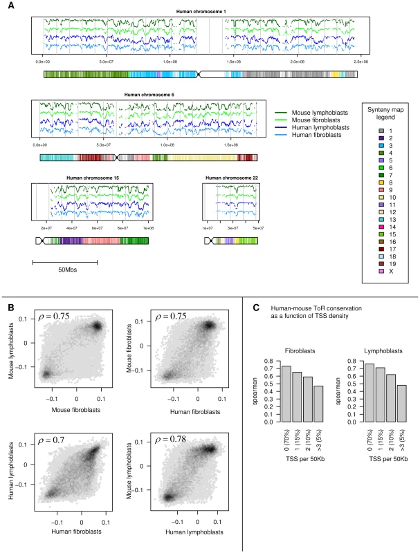 Conservation of time of replication in human and mouse cells.