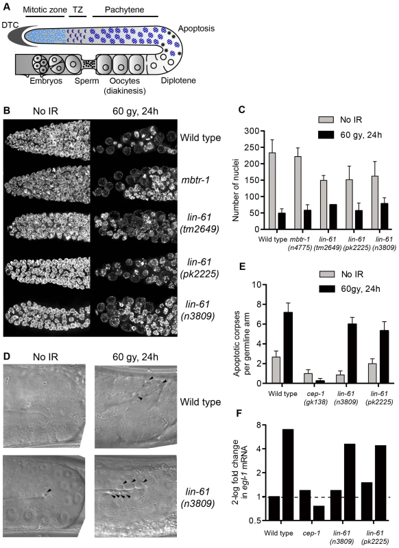 LIN-61 is dispensable for DNA damage checkpoints in the germline.