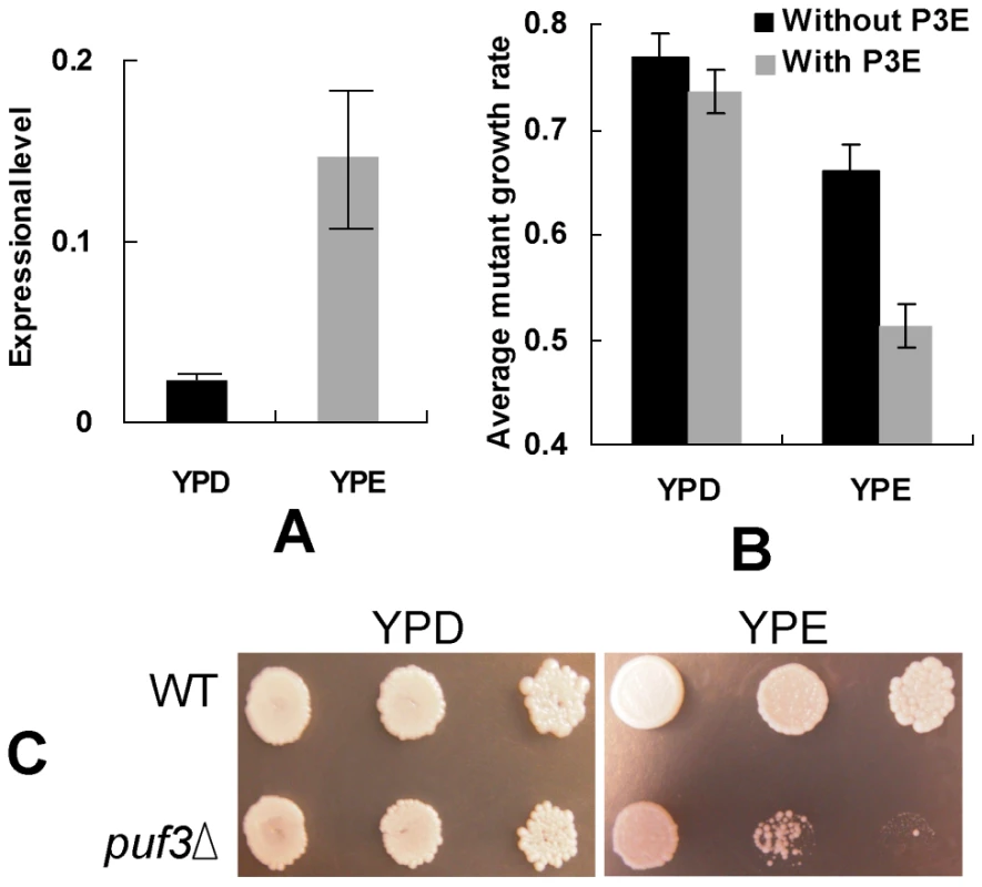 Function of the Puf3p regulon under different conditions.