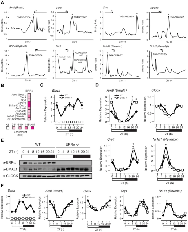 ERRα binds to and regulates core clock gene expression.