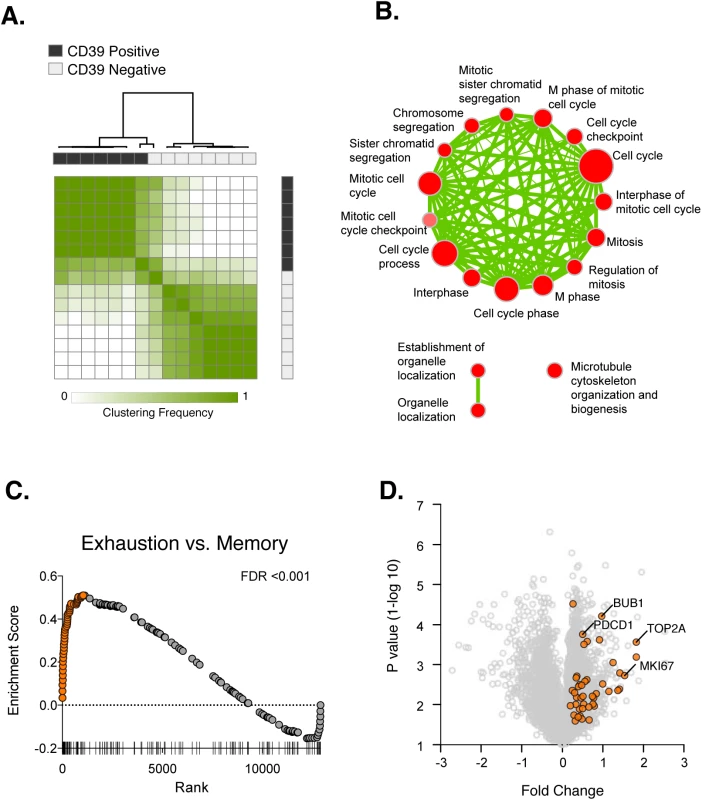 Transcriptional analysis of CD39<sup>+</sup> and CD39<sup>–</sup> CD8<sup>+</sup> T cells in HCV infection.