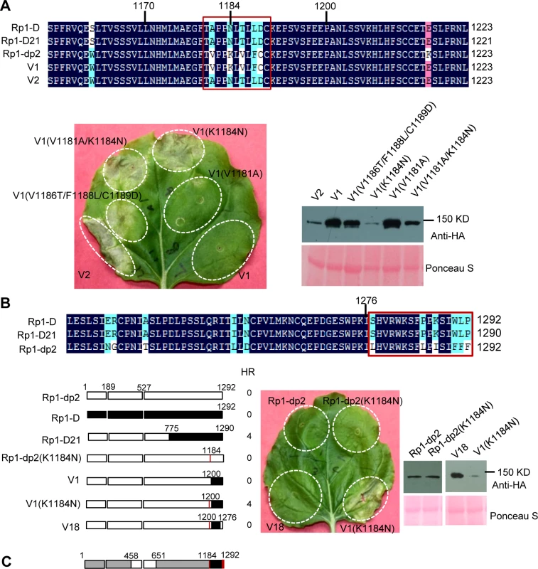 Investigating the functional regions of amino acids (AAs) from 1170–1200 and the C-terminal end of Rp1-D21.