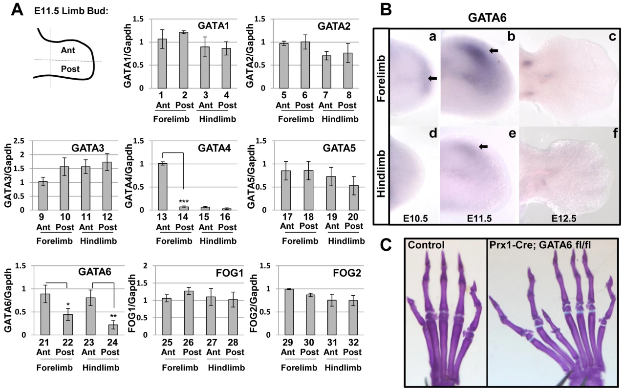 GATA and FOG factors are expressed in the limb bud mesenchyme, loss of GATA6 from limb bud mesenchyme results in hindlimb preaxial polydactyly.
